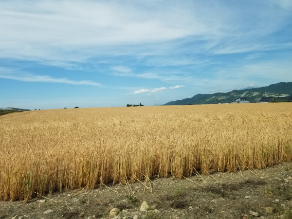 小麦 の 奴隷 北海道